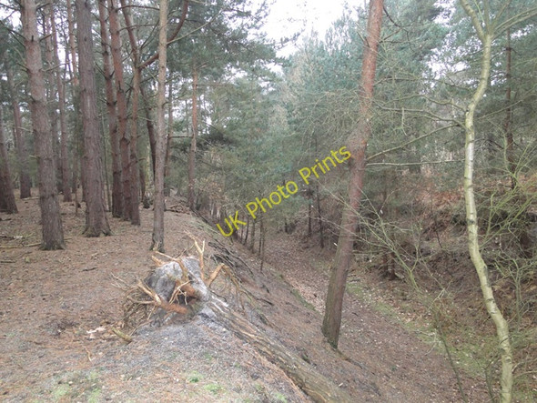 Photo 6"x4" Deep holloway in woodland at Walberswick Blythburgh c2010
