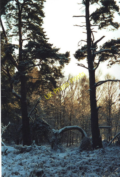 Photo 6"x4" Woodland east of Woburn Birchmoor Green c2001