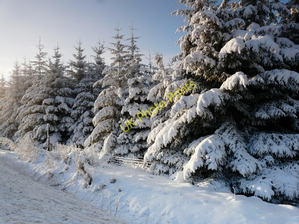Photo 6"x4" Plantation near Lairg Auction Mart Torroble c2010