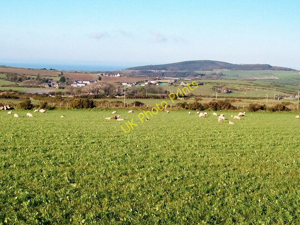 Photo 6"x4" Grazing sheep on a field of kale above the Pen-y-groeslon road Bryncroes c2010