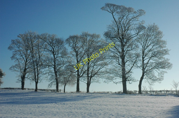 Photo 6"x4" Trees near Levant Lodge Holly Green\/SO8641 c2010 P1