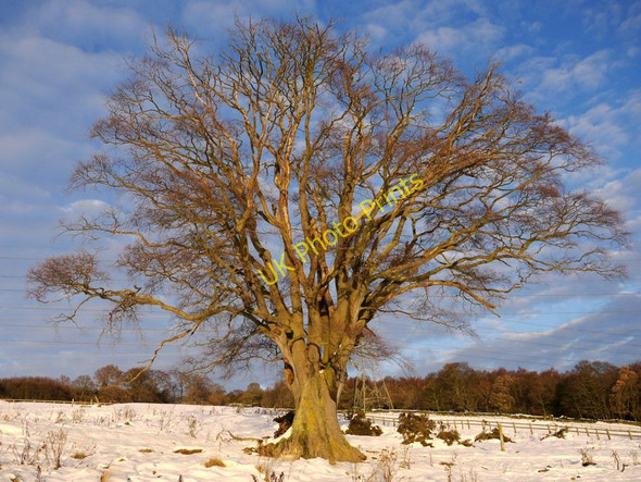 Photo 6"x4" Winter beech tree, Close House Golf Course Houghton\/NZ1266 c2010