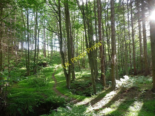 Photo 6"x4" Dowdon Plantation near Kiln Pit Hill Healey\/NZ0158 c2010