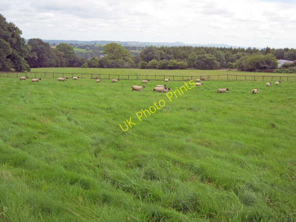 Photo 6"x4" Lush sheep pasture at Hoptonbank Hoptonbank c2010