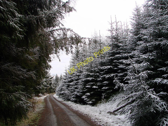 Photo 6"x4" Forestry track at Esgair Ychion Llanifyny c2011