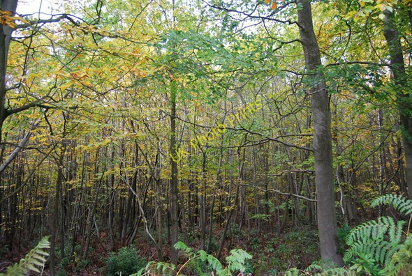 Photo 6"x4" Lodgefield Wood Berner's Hill c2010
