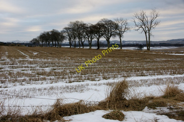 Photo 6"x4" Trees and fields at Auchindorie, near Westmuir Kirriemuir c2011