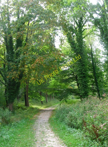 Photo 6"x4" Cycle Track through Houghton Forest Madehurst c2006