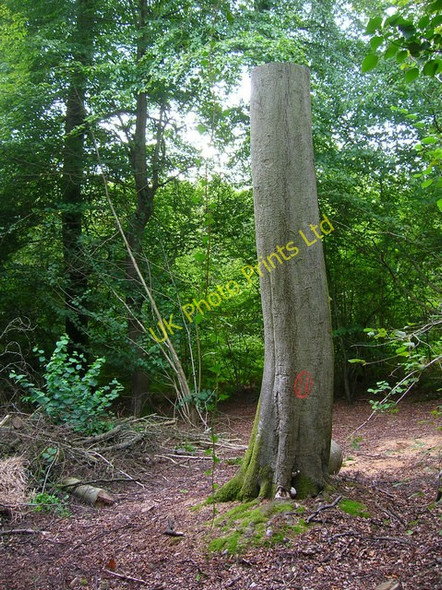 Photo 6"x4" Stump of a Tree, Houghton Forest Madehurst c2006