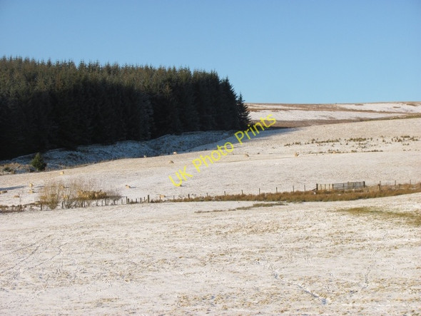 Photo 6"x4" Forest above Upper Stewarton Hattonknowe c2011