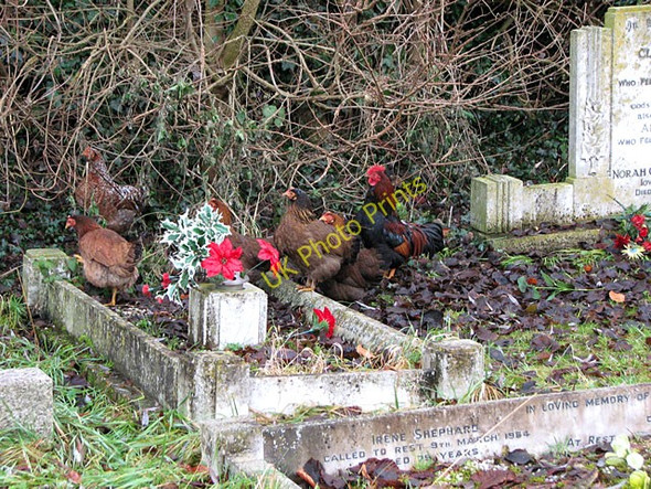 Photo 6"x4" St Mary's church in Tydd St Mary - chicken in the churchyard Tydd St Mary c2011