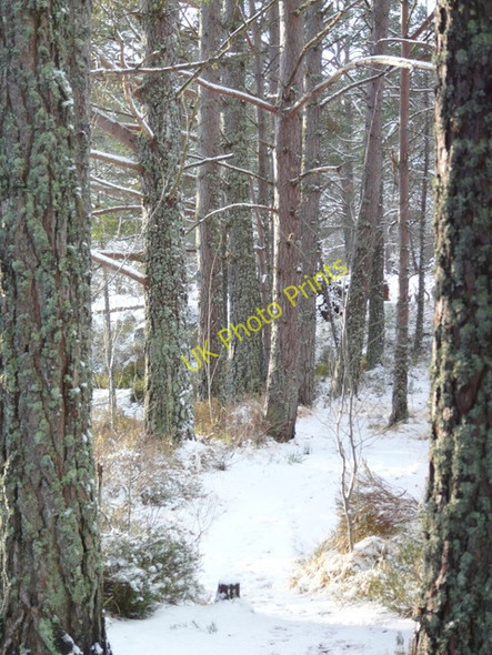 Photo 6"x4" Path by the Blackwater River Gorstan c2011