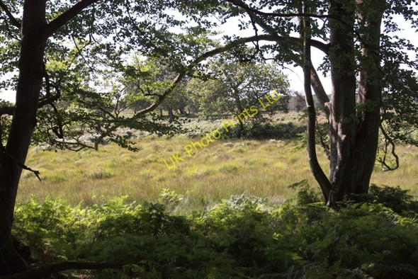Photo 6"x4" Bog in Backley Bottom seen from Bratley Wood Bratley Inclosure c2005