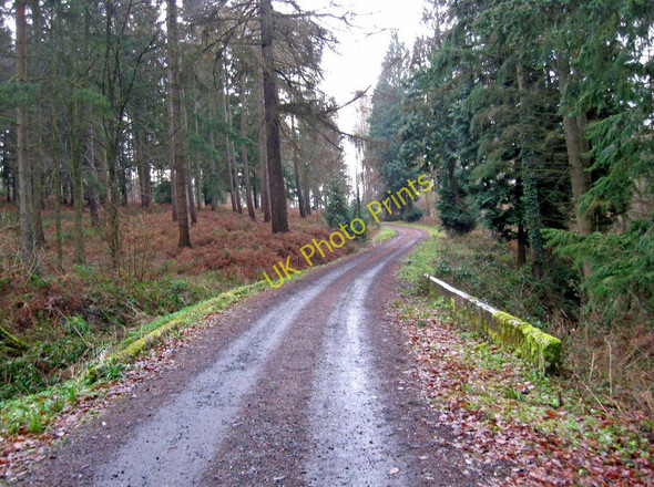 Photo 6"x4" Bridge over stream, Eymore Wood Holbeache c2011