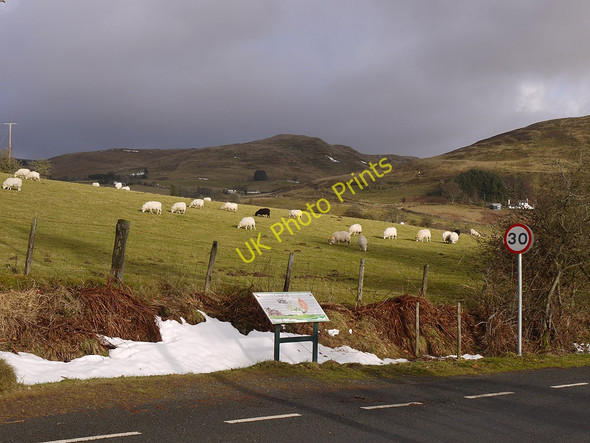 Photo 6"x4" Grazing above Cwmystwyth Cwmystwyth c2011