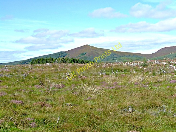 Photo 6"x4" Braemore Woods Linsidemore c2006
