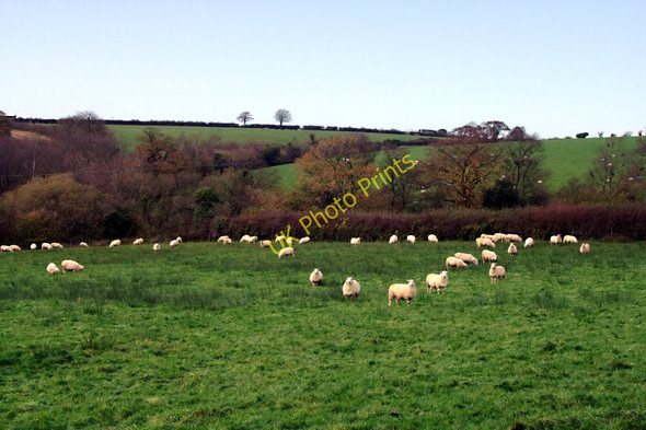 Photo 6"x4" Sheep Pasture Westweekmoor c2010