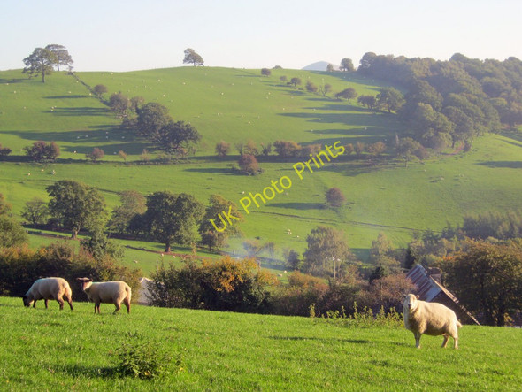 Photo 6"x4" Sheep grazing land at Groes-lwyd Groes-lwyd\/SO3222 c2010