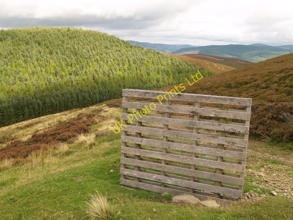 Photo 6"x4" Grouse butt, Birks Hill Laverlaw c2006