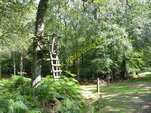 Photo 6"x4" High seat in Islands Thorns Inclosure New Forest Hampshire Fritham c2006