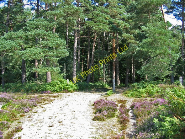 Photo 6"x4" Entrance to Islands Thorns Inclosure New Forest Hampshire Fritham c2006