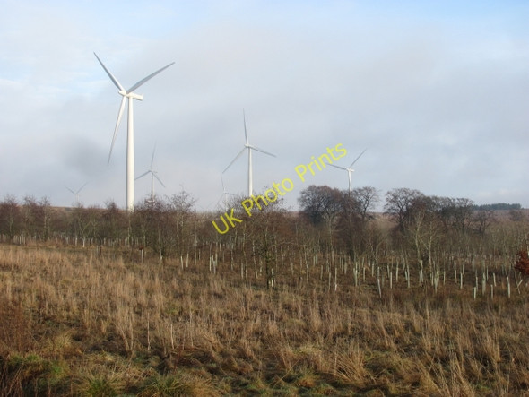 Photo 6"x4" Young woodland, Thornmuir Yieldshields c2011