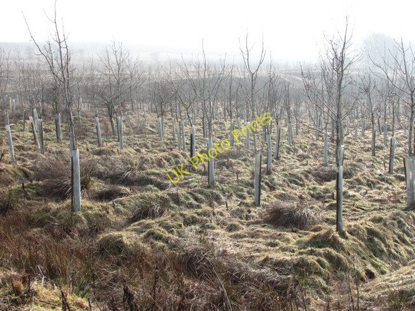 Photo 6"x4" Young woodland, Thornmuir Yieldshields c2011