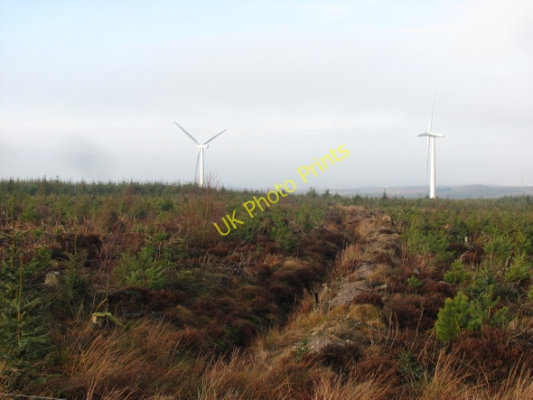 Photo 6"x4" Young forest, King's Law Yieldshields c2011