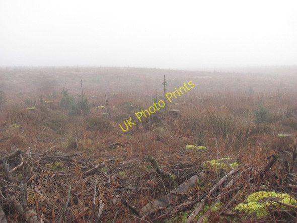 Photo 6"x4" Young woodland, Thornmuir Yieldshields c2011