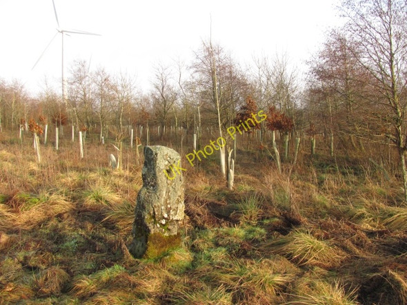 Photo 6"x4" Standing stone, Thornmuir Yieldshields c2011