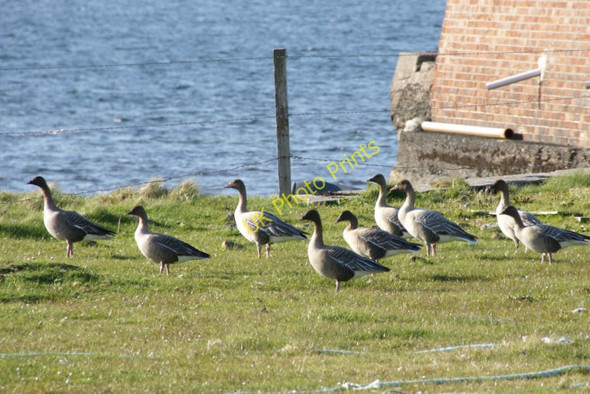 Photo 6"x4" Pink-footed Geese (Anser brachyrhynchus), Baltasound Baltasound c2010