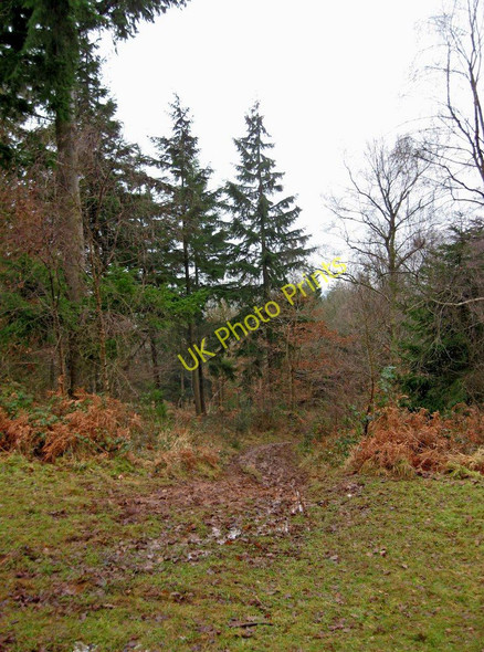 Photo 6"x4" Footpath & W.B.R.A. route in Wyre Forest Buttonoak c2011