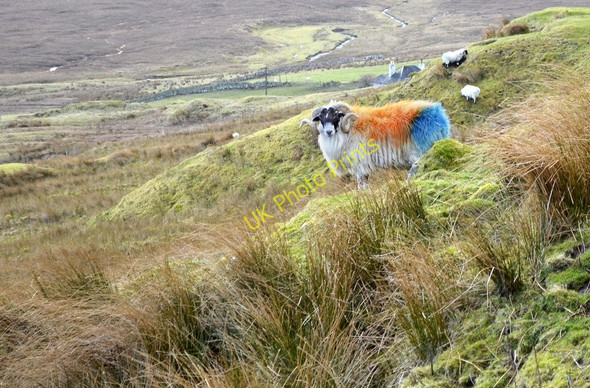 Photo 6"x4" Quite a fashion statement Balmeanach\/NG4668 c2011