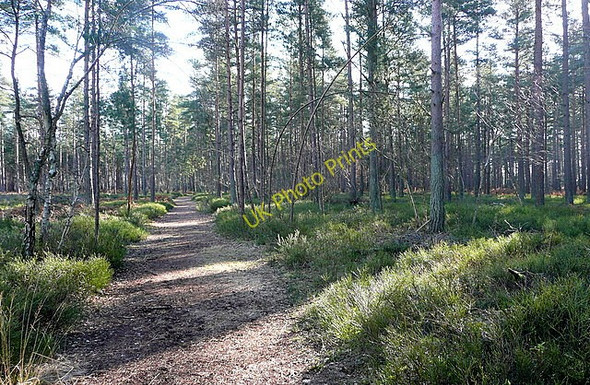Photo 6"x4" Path through Benyon's Inclosure Silchester c2011
