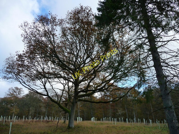Photo 6"x4" Andover Down - Harewood Forest Andover Down c2010 P1