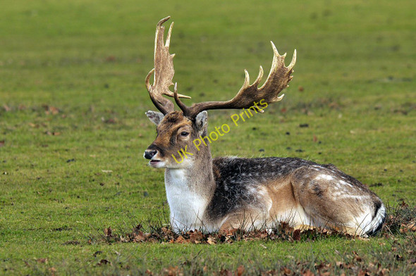 Photo 6"x4" Fallow Deer Tatton Dale c2011