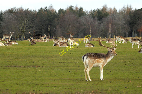 Photo 6"x4" Fallow Deer Herd Tatton Dale c2011