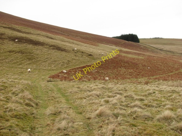 Photo 6"x4" Path, Fingland Burn Damside\/NT1648 c2011