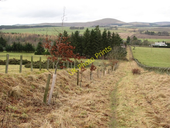 Photo 6"x4" Path, Romanno Bridge Damside\/NT1648 c2011