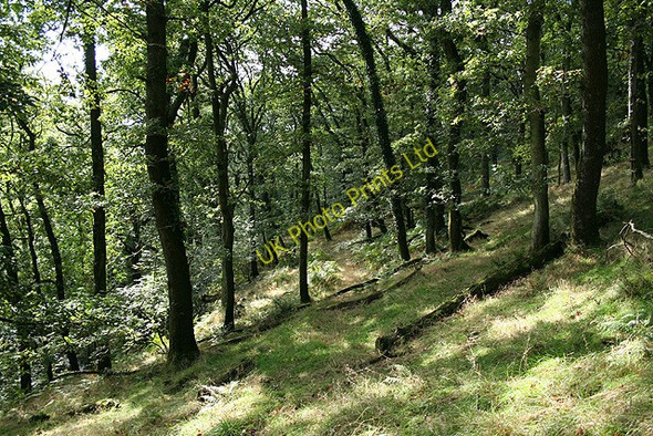 Photo 6"x4" Twitchen: Leworthy Wood Twitchen\/SS7830 c2006