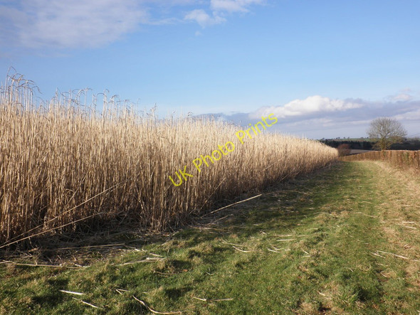 Photo 6"x4" Reed crop, near Stamborough Farm Tacker Street c2011