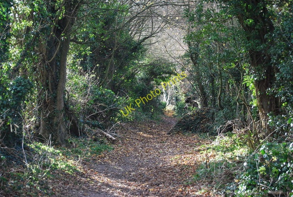 Photo 6"x4" North Downs Way Horsalls c2010