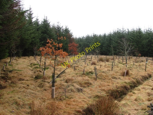 Photo 6"x4" Lumsdaine Moor Coldingham Moor c2011