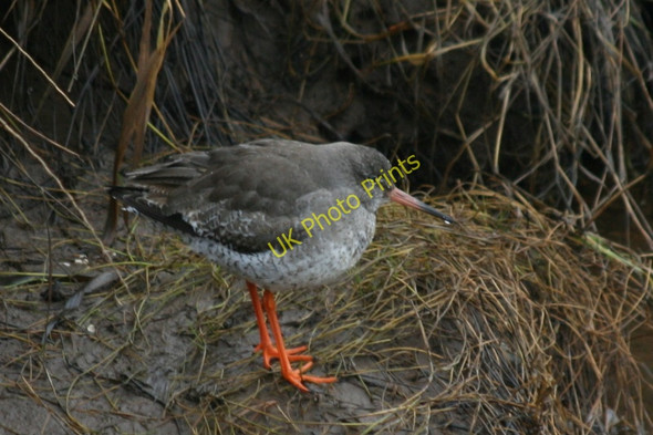 Photo 6"x4" A Redshank catnaps by the Seatown canal Lossiemouth c2011