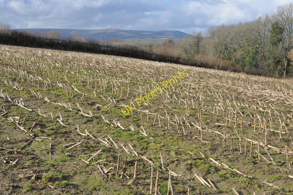 Photo 6"x4" Harvested maize field Usk\/Brynbuga c2011