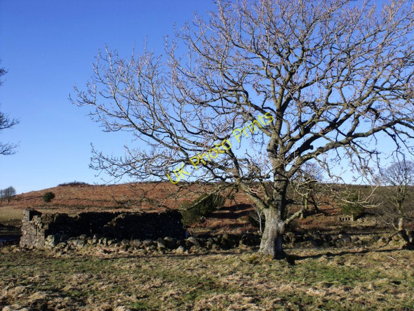 Photo 6"x4" Wester Barnego (ruin) Denny c2011