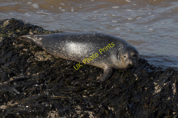Photo 6"x4" Common Seal Hoylake c2011