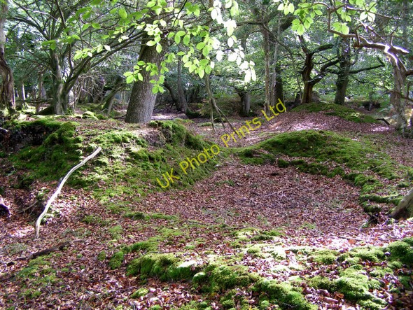 Photo 6"x4" Exposed mossy roots, Parkhill, New Forest Clayhill\/SU3007 c2006