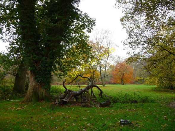 Photo 6"x4" Savernake Forest - Glade Marlborough\/SU1869 c2010
