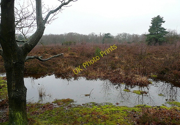 Photo 6"x4" Snelsmore Common Winterbourne\/SU4572 c2011